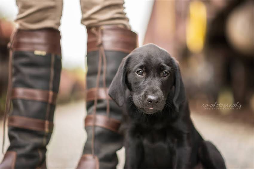 图片 在家自制狗粮全攻略：安全营养配方+详细教程，让爱犬吃出健康好体魄！2.jpg