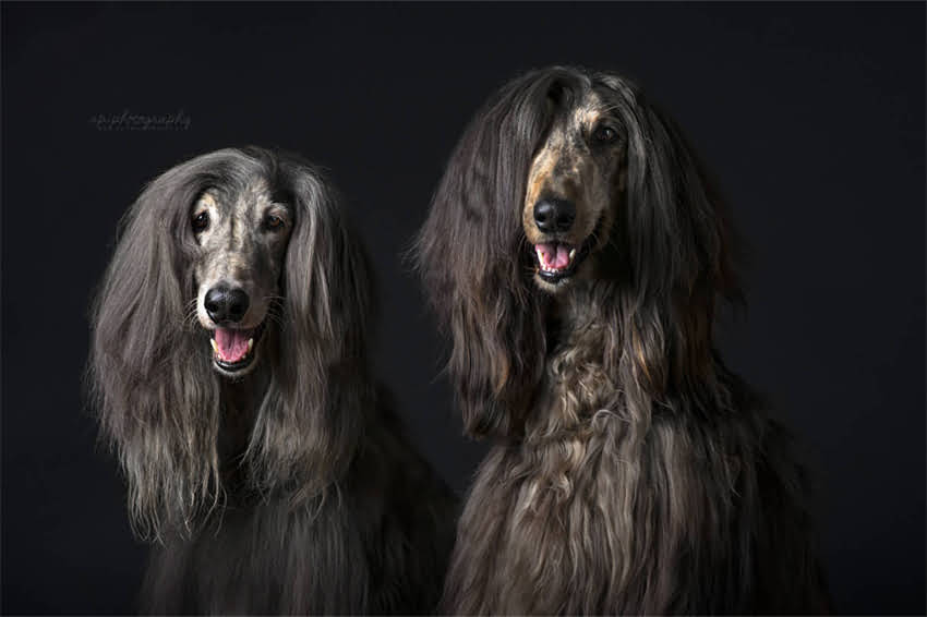 图片 墨西哥吉娃娃袖珍型品种全：饲养指南与养护技巧（附性格特点及健康贴士）1.jpg