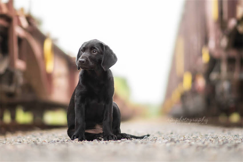 图片 夏季猫咪呕吐的7大原因与急救指南：高温天气猫咪肠胃护理全攻略1.jpg