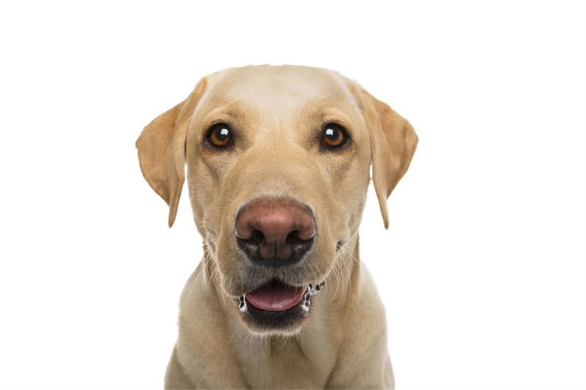 图片 夏季贵宾犬修剪全攻略：科学护理与技巧指南，助您轻松应对高温季毛发问题2.jpg