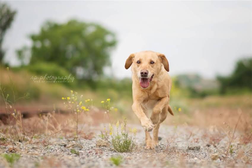 图片 夏季金毛降温全攻略：科学方法+实用技巧，帮您轻松应对高温季节.jpg