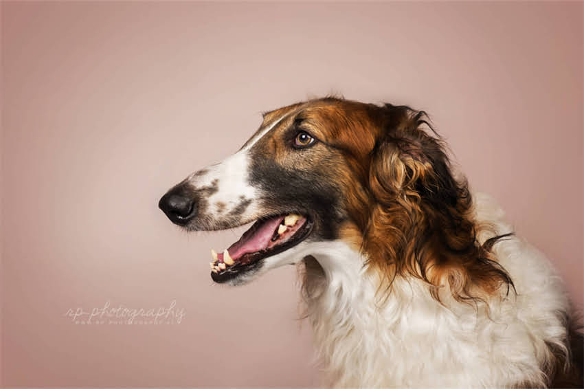 图片 夏季金毛降温全攻略：科学方法+实用技巧，帮您轻松应对高温季节2.jpg