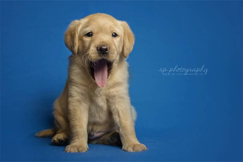 图片 多只雪纳瑞饲养全攻略：从空间规划到健康管理，打造理想犬舍环境1.jpg