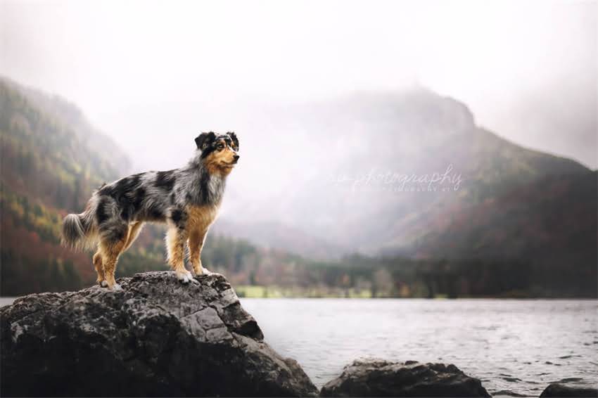 图片 大型犬疫苗全流程科学指南：接种时间表、注意事项与常见问题.jpg