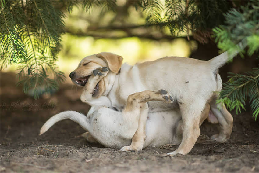 图片 大型犬疫苗全流程科学指南：接种时间表、注意事项与常见问题1.jpg