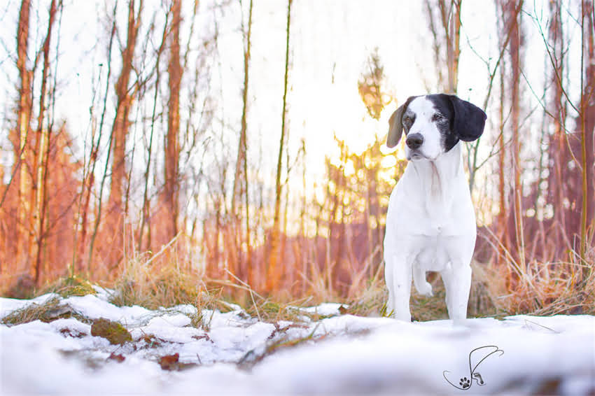 图片 天津哪里能买拉布拉多犬？最新犬舍推荐+领养指南（附健康检查清单）.jpg