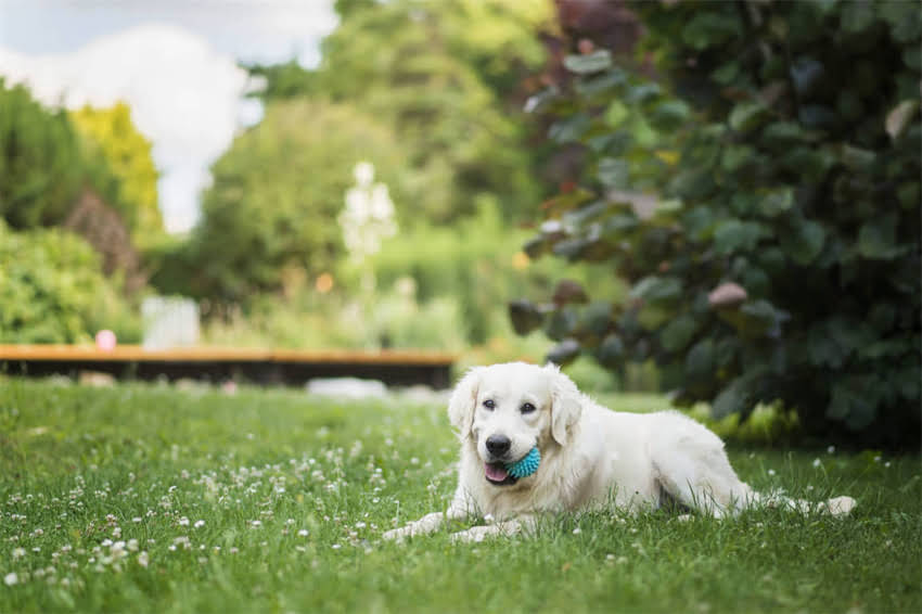 图片 天津哪里能买拉布拉多犬？最新犬舍推荐+领养指南（附健康检查清单）2.jpg
