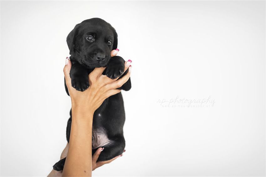 图片 天津购买吉娃娃串的常见品种及特点分析1.jpg