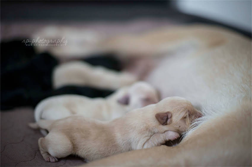 图片 天津购买吉娃娃串的常见品种及特点分析2.jpg