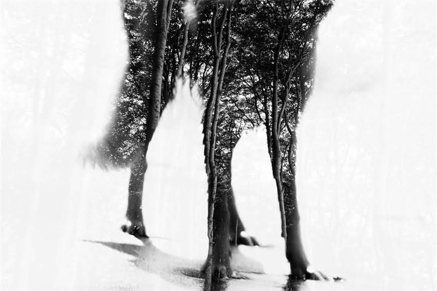 图片 天津长毛德牧幼犬选购全攻略：品种特性、饲养指南与本地犬舍推荐.jpg