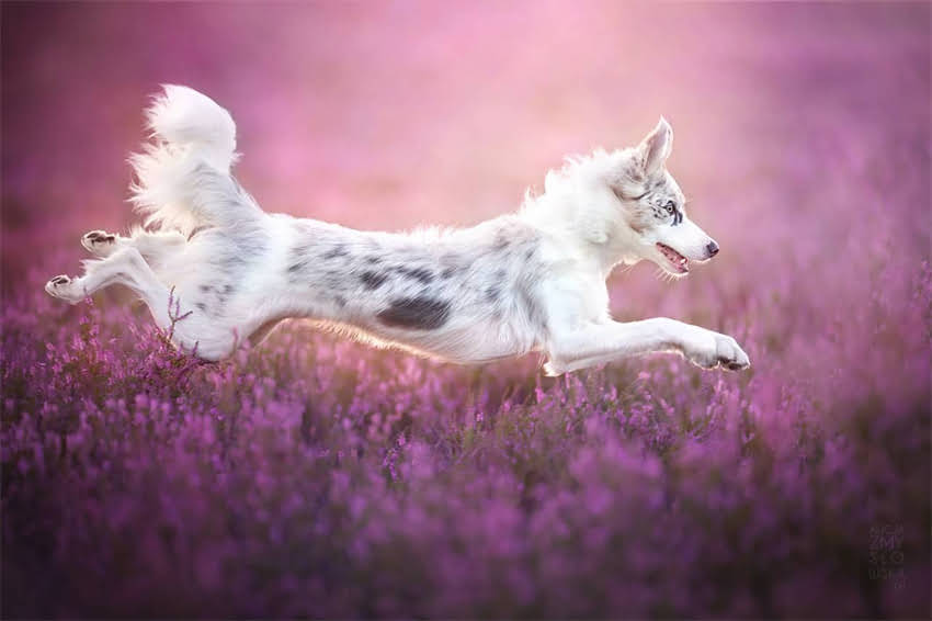 图片 天津龙猫配对与寄养价格全：最新行情及专业养护指南1.jpg