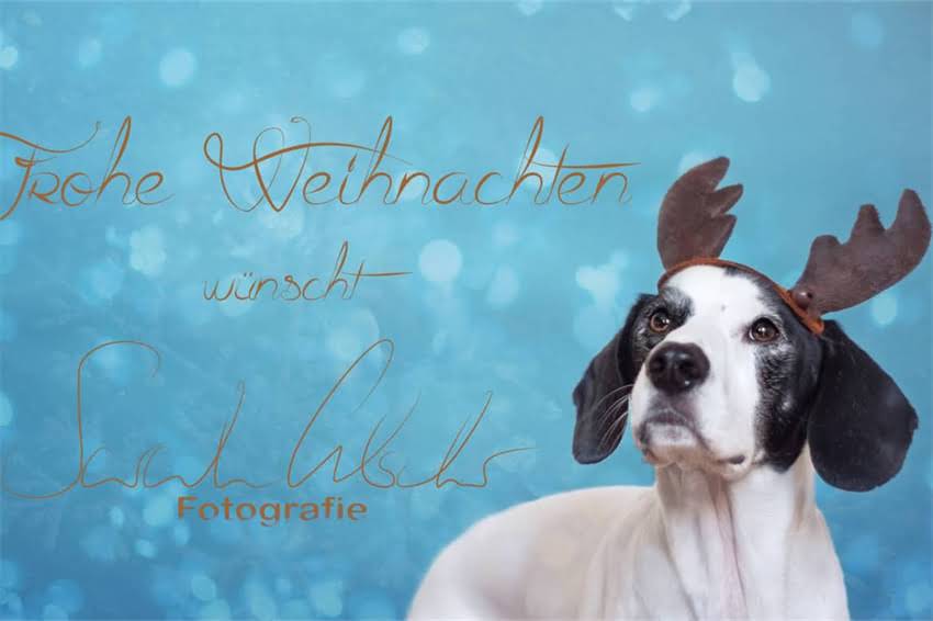 图片 天津龙猫配对与寄养价格全：最新行情及专业养护指南2.jpg