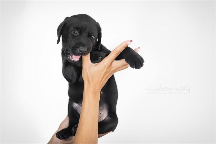 图片 天津龙猫配对指南：最佳地点、注意事项与科学繁殖全.jpg