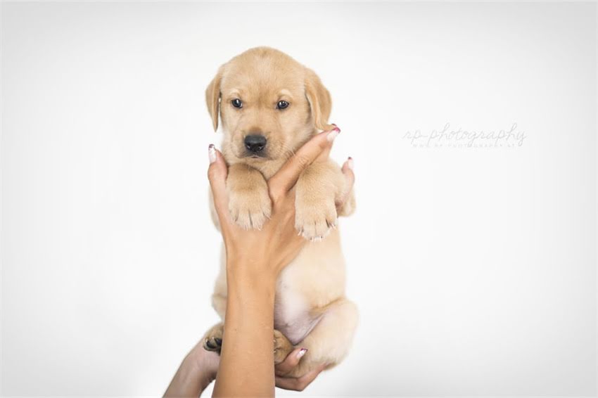 图片 天津龙猫配对指南：最佳地点、注意事项与科学繁殖全1.jpg