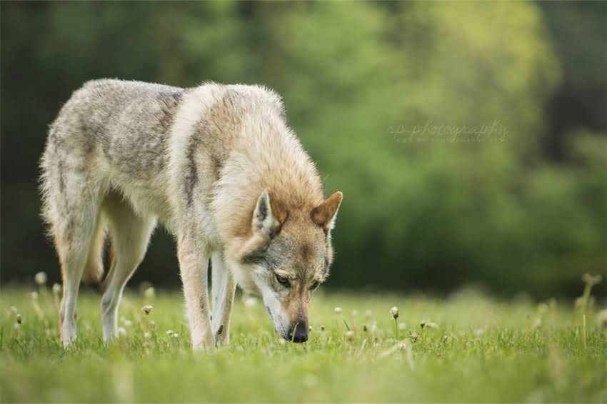 图片 天津龙猫配对指南：最佳地点、注意事项与科学繁殖全2.jpg