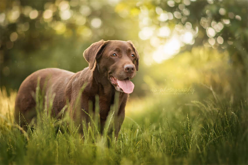 图片 天然狗粮VS商品狗粮：最新对比指南，如何科学选择宠物主粮？2.jpg