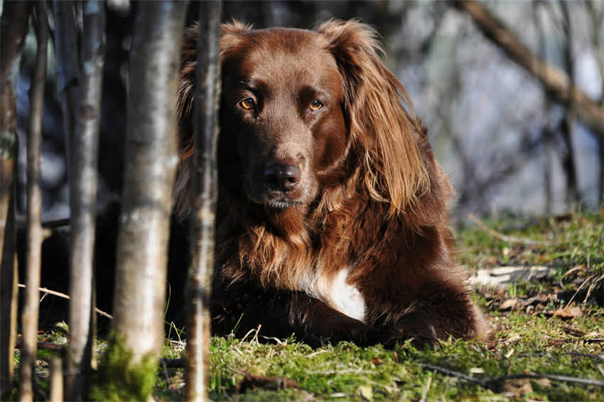 图片 天然狗粮vs普通狗粮：如何科学选择？优缺点对比+选购指南（附权威认证标准）2.jpg