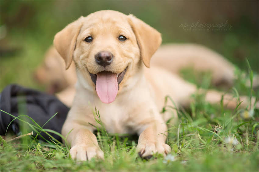 图片 太原哪里买纯种泰迪犬？最新口碑推荐与选购指南（附正规犬舍名单）1.jpg