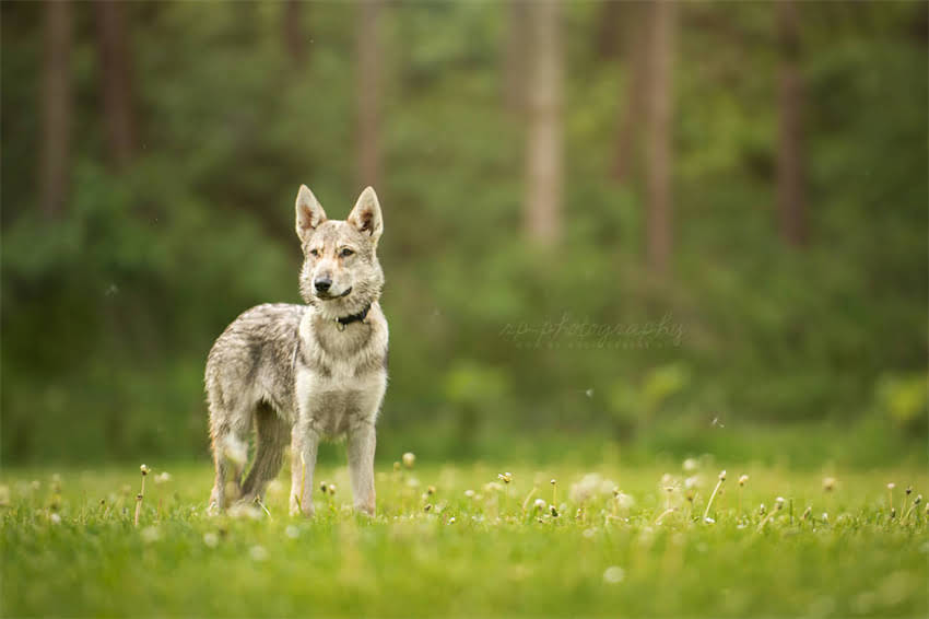 图片 太原宠物医院疫苗批发价格低供应商推荐_最新报价及采购指南1.jpg