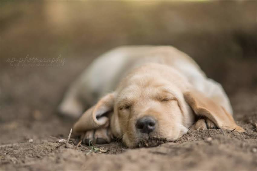 图片 奶猫可以吃成猫粮吗？幼猫与成猫粮的7大差异及科学喂养指南2.jpg