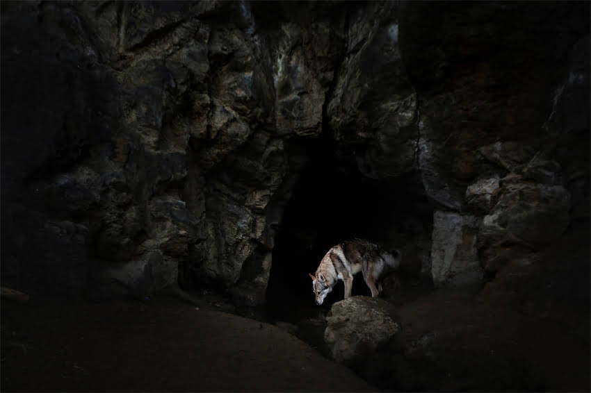 图片 奶猫泪痕严重怎么办？3步解决猫粮+泪痕+泪痕护理全攻略2.jpg