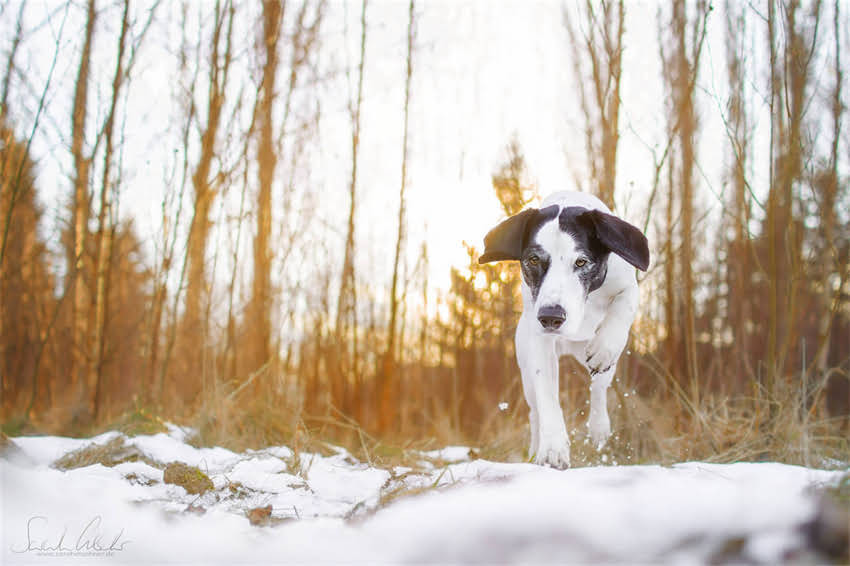 图片 奶白色贵宾犬成长全记录：从幼犬到成犬的养护指南与蜕变故事.jpg