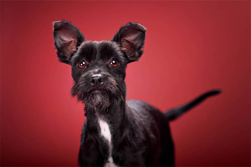 图片 奶白色贵宾犬成长全记录：从幼犬到成犬的养护指南与蜕变故事1.jpg