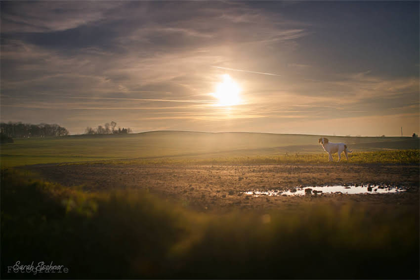 图片 奶白色贵宾犬成长全记录：从幼犬到成犬的养护指南与蜕变故事2.jpg