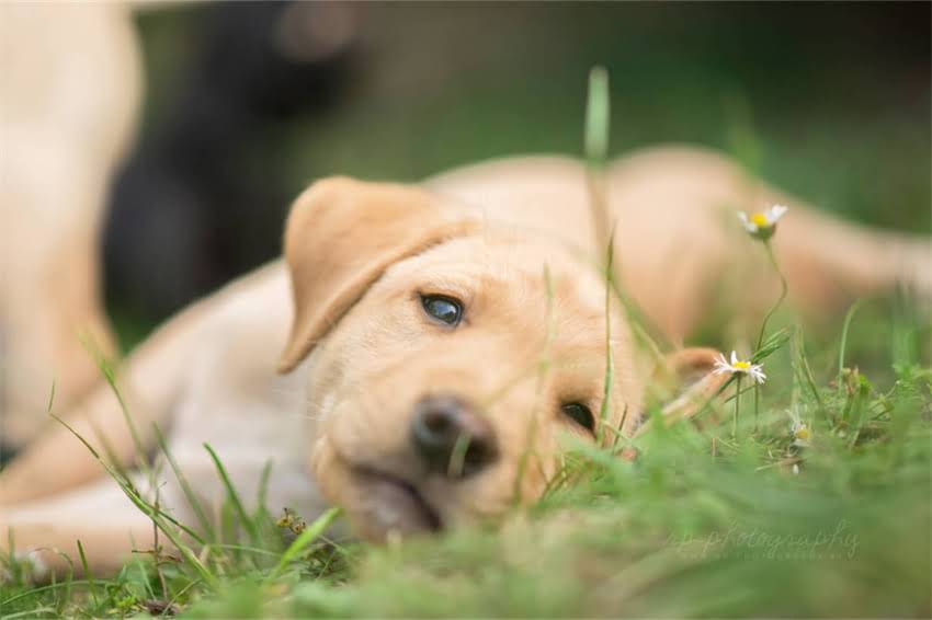 图片 如何一个月训练狗狗全攻略：新手必看快速掌握基础指令与行为规范.jpg