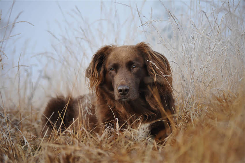 图片 如何一个月训练狗狗全攻略：新手必看快速掌握基础指令与行为规范1.jpg