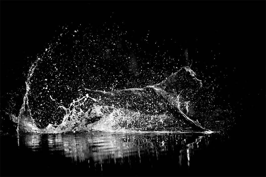 图片 如何从外貌特征到健康状态全面判断萨摩耶年龄？5大科学方法助你精准识别.jpg