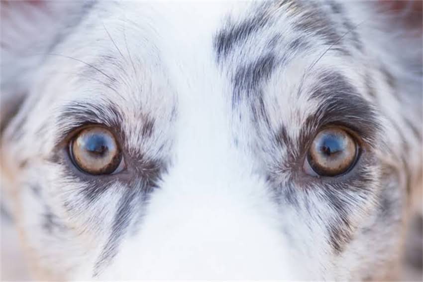 图片 如何从外貌特征到健康状态全面判断萨摩耶年龄？5大科学方法助你精准识别1.jpg