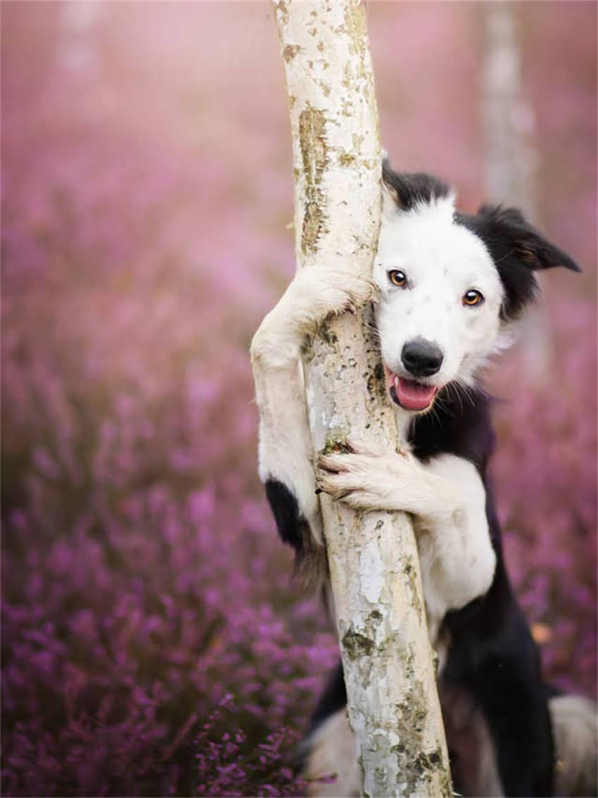 图片 如何判断小猫身体健康状况？5大关键指标及日常养护指南.jpg