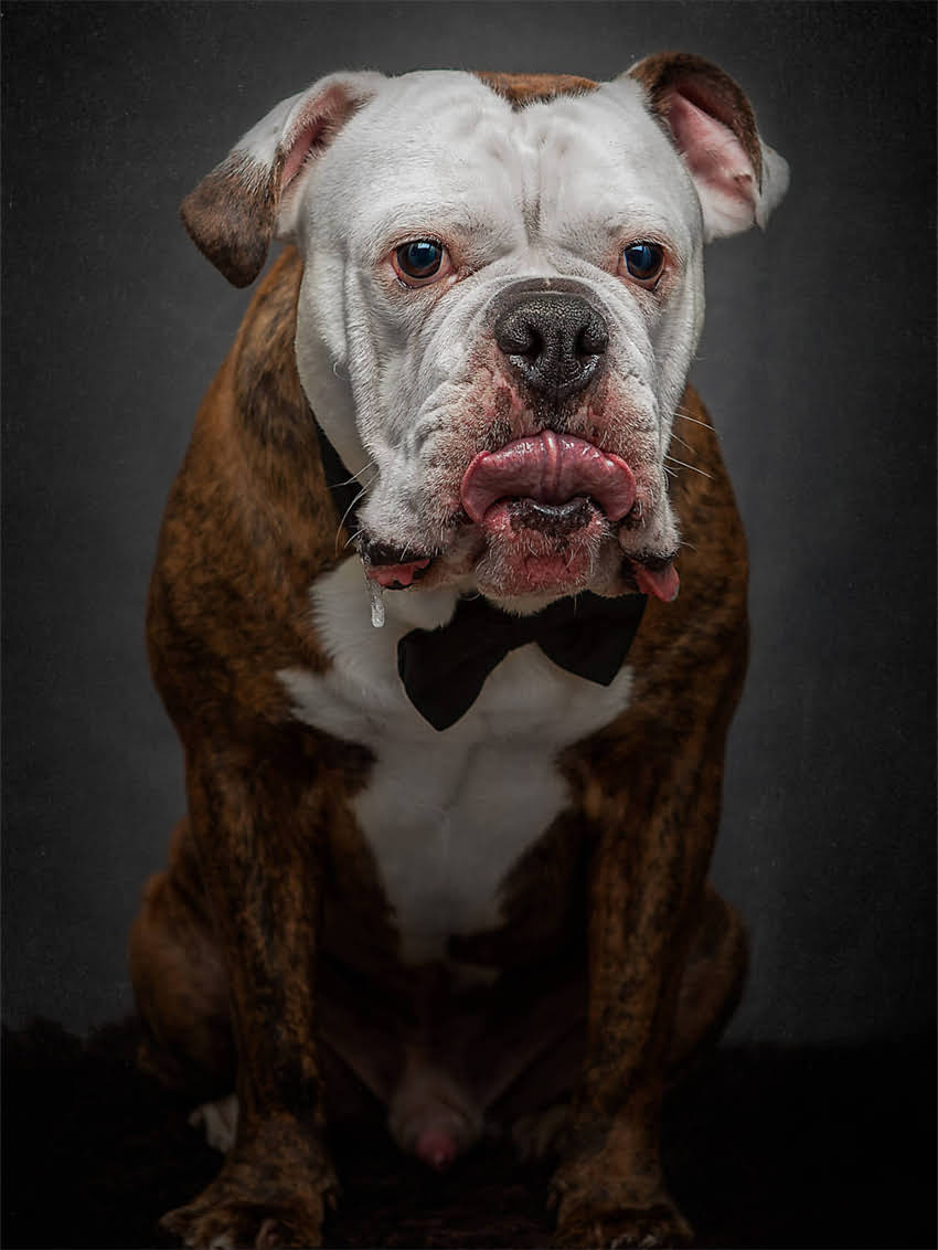 图片 如何判断小猫身体健康状况？5大关键指标及日常养护指南1.jpg