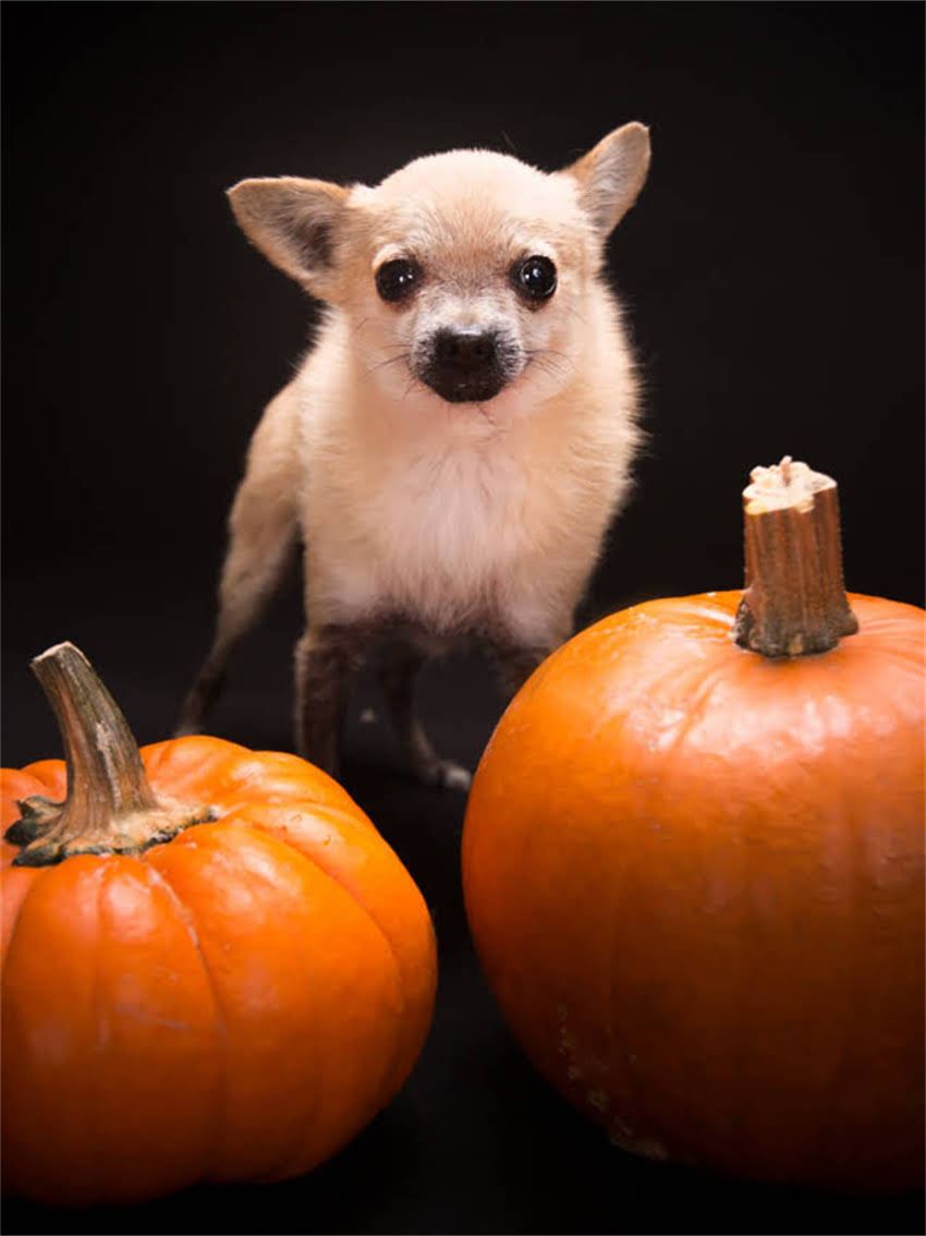 图片 如何召唤小猫回家：科学训练与常见呼唤声音（附训练指南）.jpg