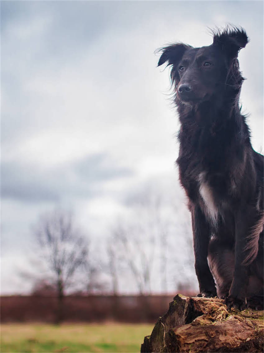 图片 如何召唤小猫回家：科学训练与常见呼唤声音（附训练指南）1.jpg