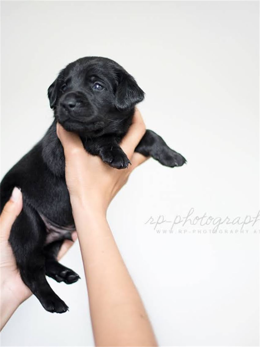 图片 如何处理未接种疫苗的小狗咬伤？狂犬病预防与紧急处理全攻略.jpg