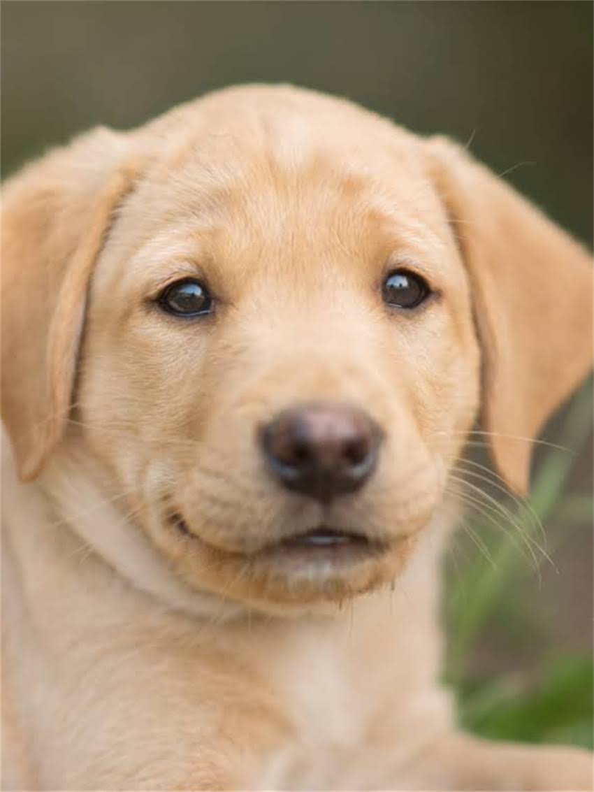 图片 如何处理未接种疫苗的小狗咬伤？狂犬病预防与紧急处理全攻略1.jpg