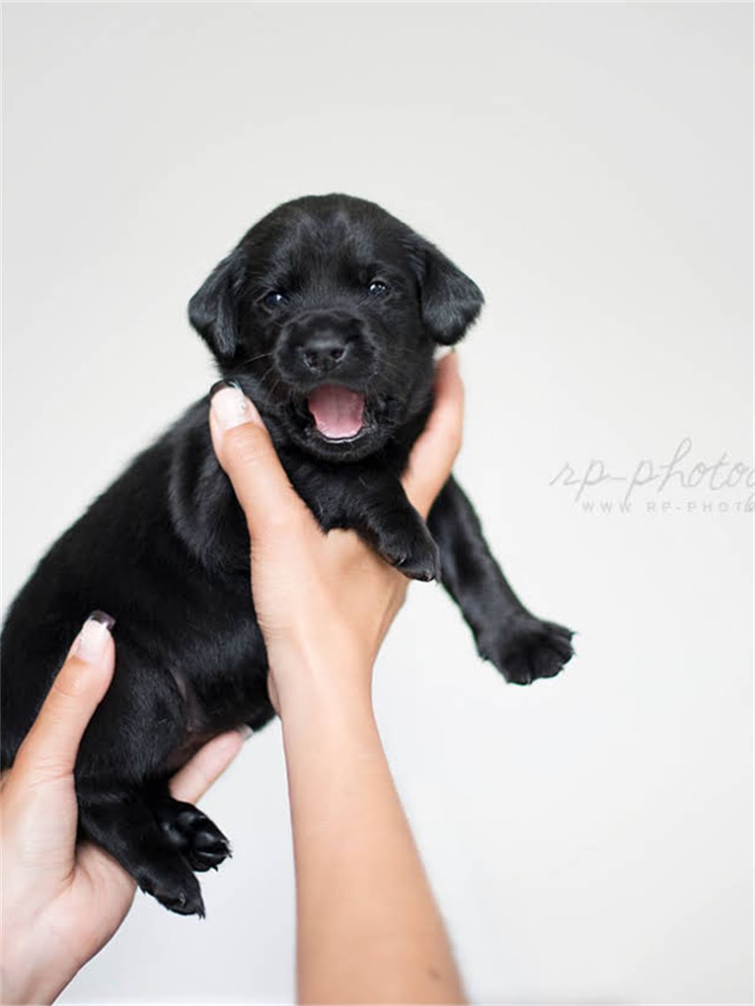 图片 如何处理未接种疫苗的小狗咬伤？狂犬病预防与紧急处理全攻略2.jpg