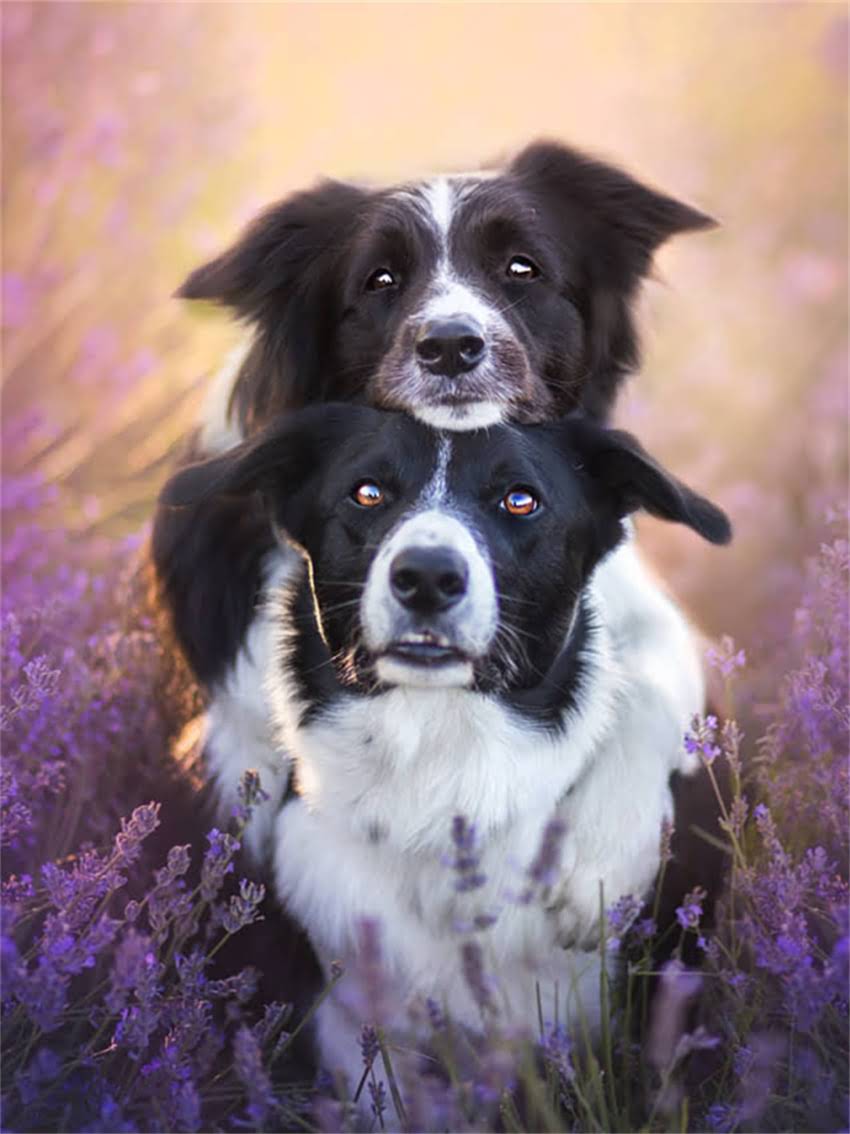 图片 如何快速掌握小狗基础科目训练：5大科学步骤与实用技巧（附训练视频）1.jpg