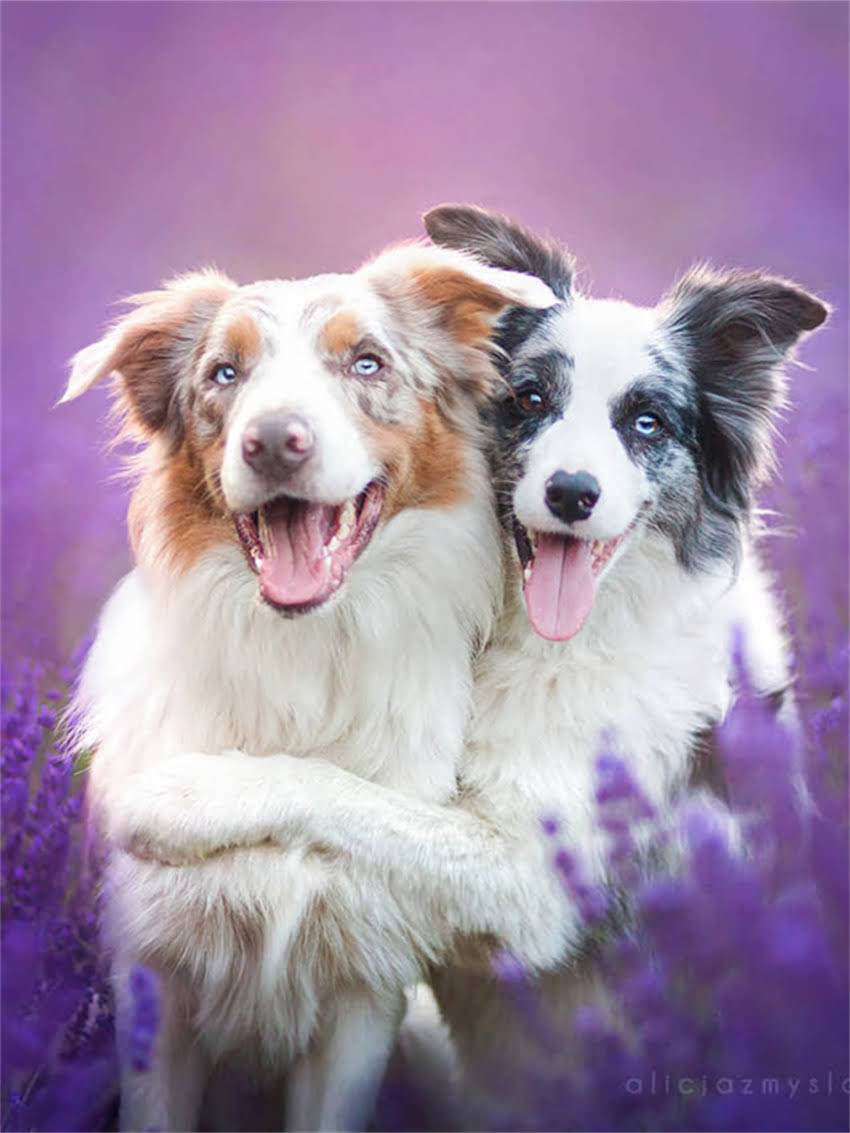 图片 如何快速掌握小狗基础科目训练：5大科学步骤与实用技巧（附训练视频）2.jpg