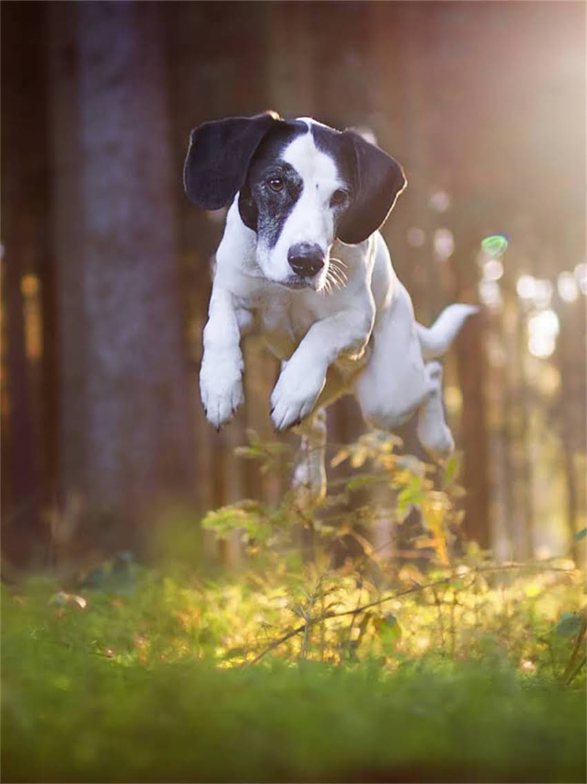 图片 如何快速辨别小狗品种：从外貌特征到习性的详细指南.jpg