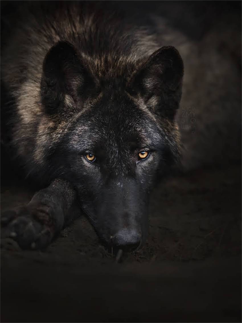 图片 如何快速辨别小狗品种：从外貌特征到习性的详细指南1.jpg