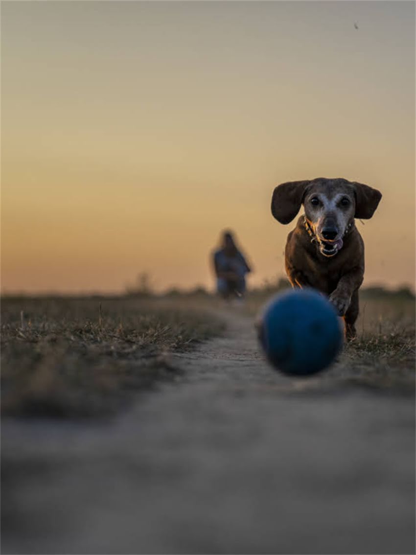 图片 如何快速辨别小狗品种：从外貌特征到习性的详细指南2.jpg