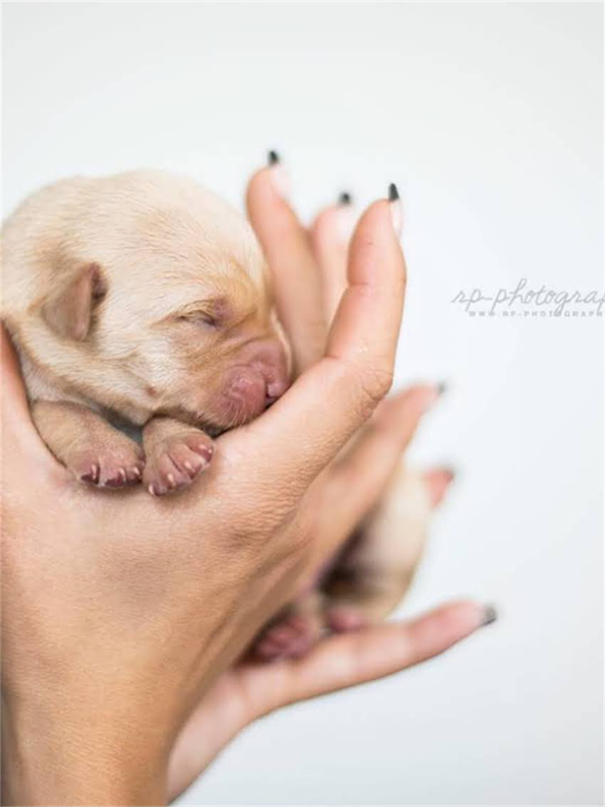 图片 如何找到纯种中亚犬？权威指南：品种特性、饲养技巧与购买渠道全.jpg