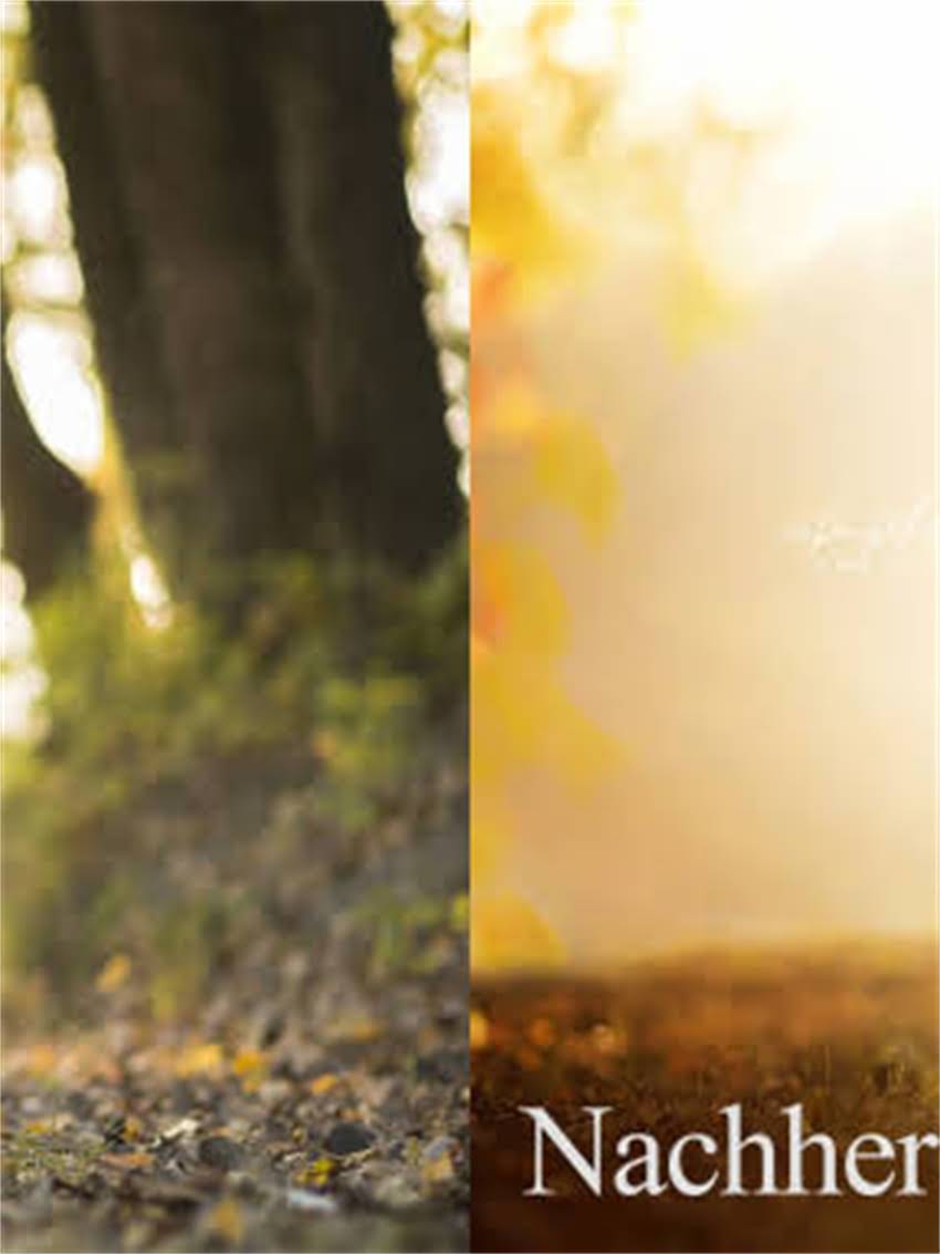 图片 如何挑选桃灰色阿拉斯加哈士奇？全攻略毛色特征、健康隐患及饲养要点.jpg