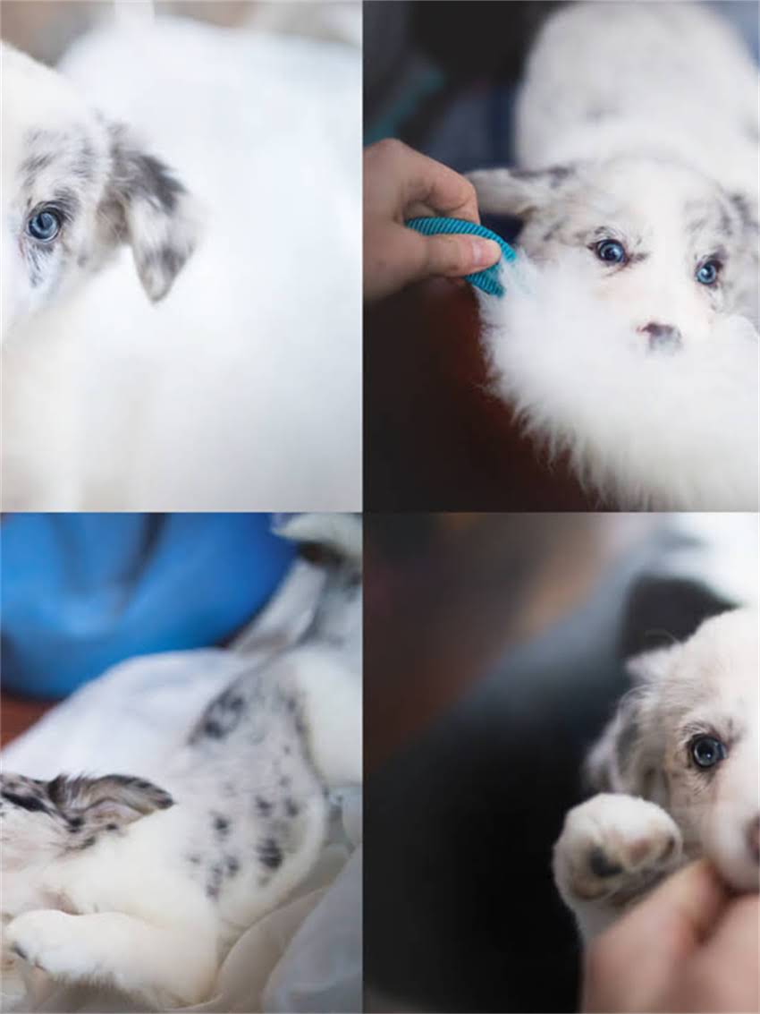 图片 如何正确修剪雪纳瑞耳朵？附术后护理全攻略（附对比图）1.jpg