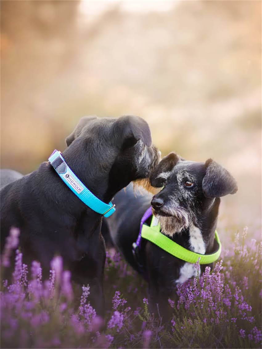 图片 如何正确训练拉布拉多卷尾行为？健康隐患与科学护理指南.jpg