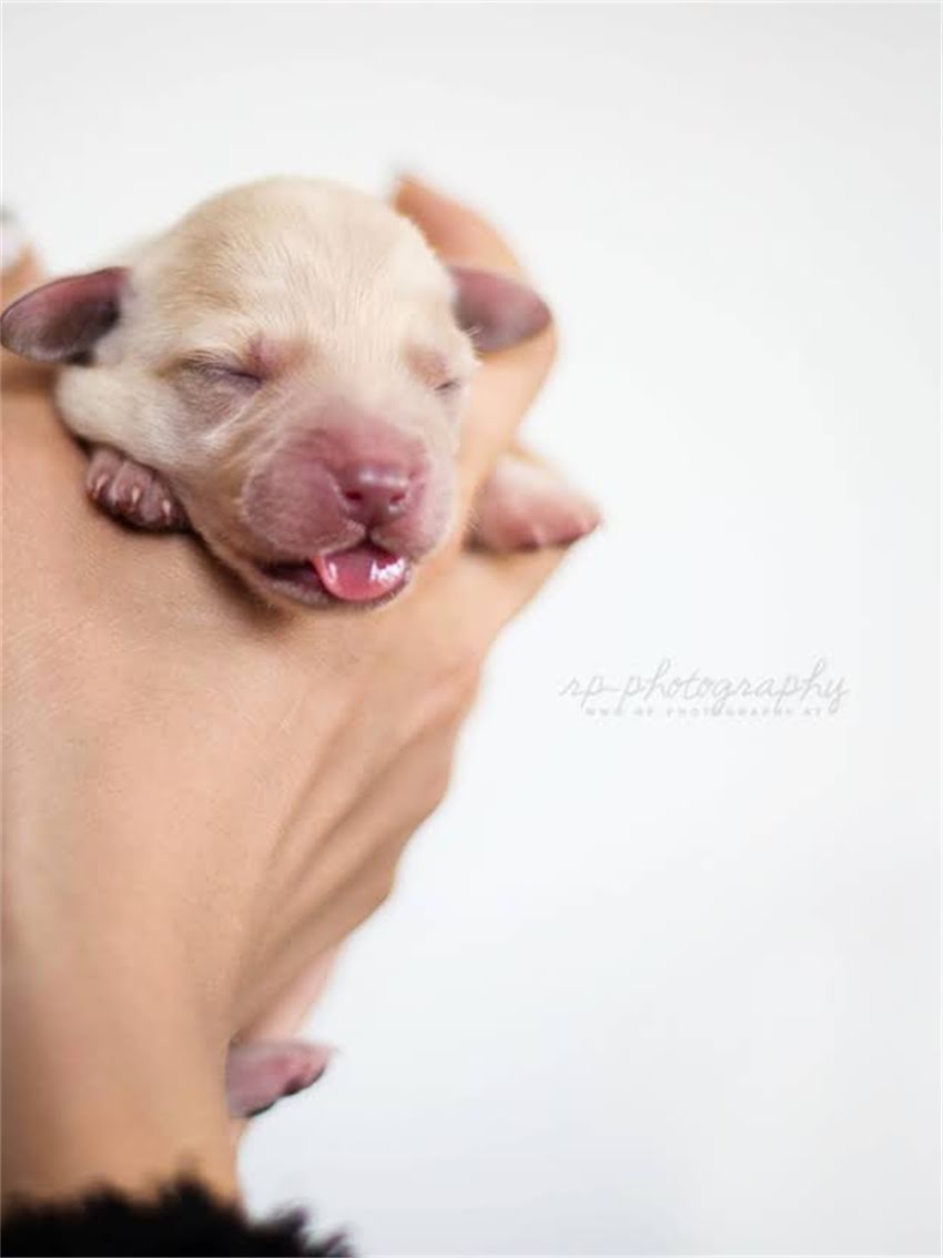 图片 如何正确训练拉布拉多卷尾行为？健康隐患与科学护理指南1.jpg