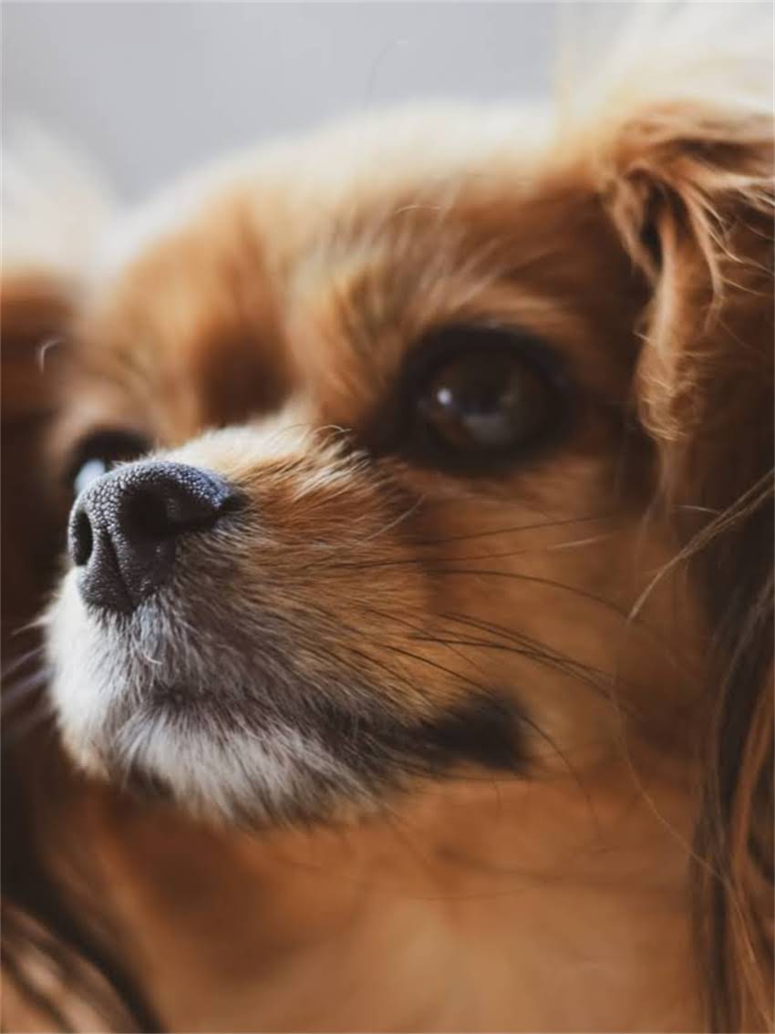 图片 如何正确训练拉布拉多卷尾行为？健康隐患与科学护理指南2.jpg